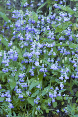 Photo taken in the Scott Creek watershed © 2006 Dylan Neubauer. 